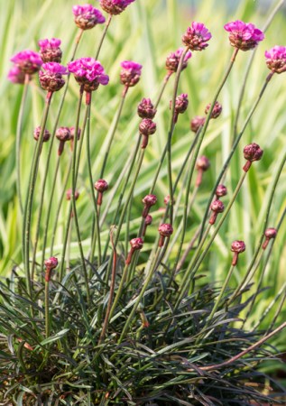 ARMERIA maritime Rubrifolia
